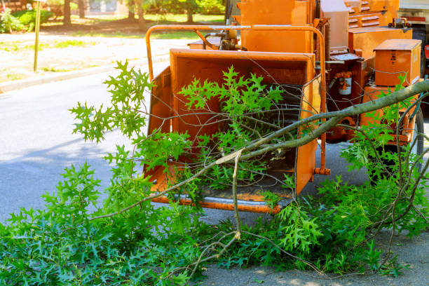 Residential Tree Removal in Sequim, WA